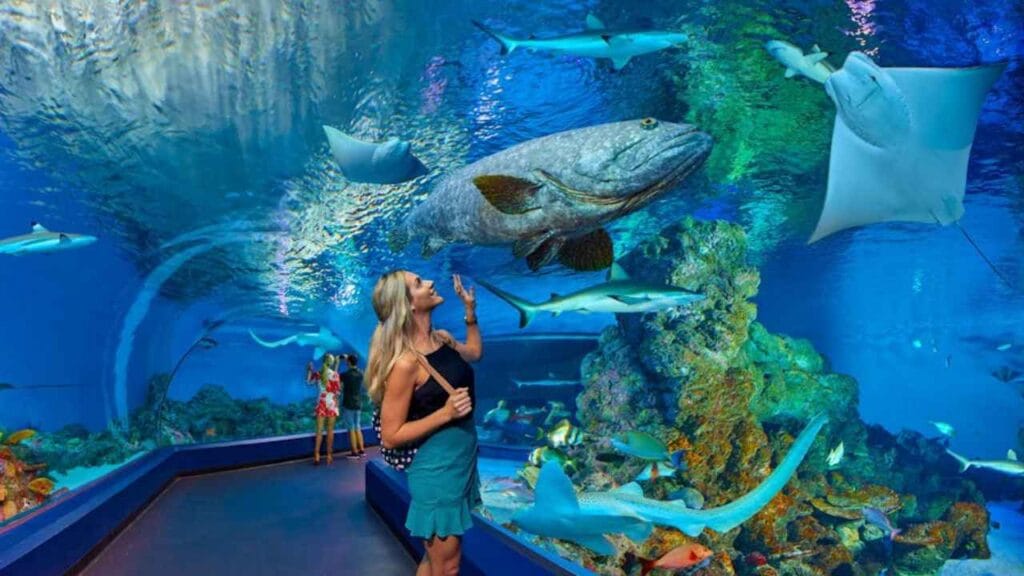 Cairns Aquarium